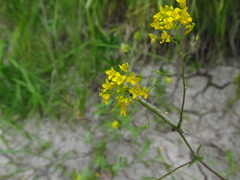 Rorippa brachycarpa