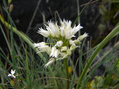 Allium tolmiei