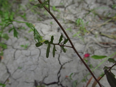 Rorippa brachycarpa