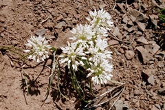 Allium tolmiei