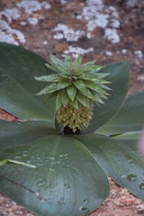 Eucomis regia