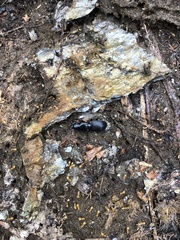 Pterostichus rostratus