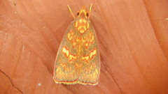 Himmacia