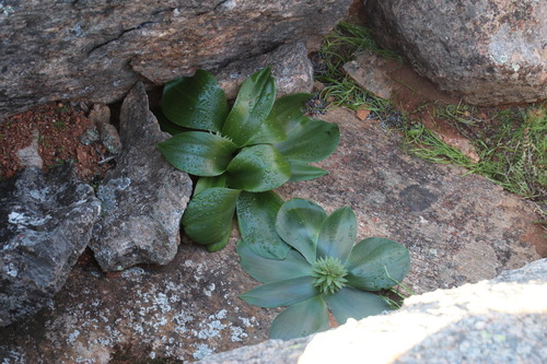 Eucomis regia