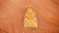 Himmacia