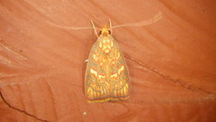 Himmacia