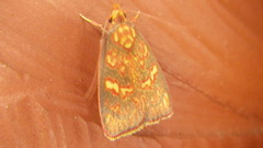 Himmacia