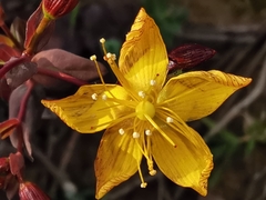 Hypericum australe