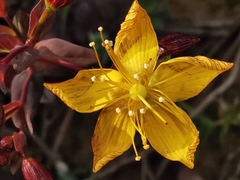 Hypericum australe