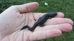 Triturus karelinii