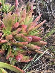 Dudleya palmeri
