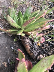 Dudleya palmeri