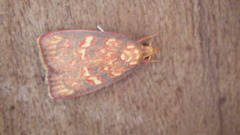 Himmacia
