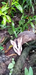 Didelphis albiventris