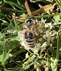 Apis mellifera