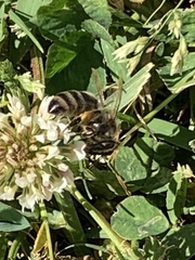 Apis mellifera