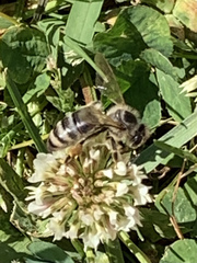 Apis mellifera