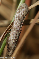 Eulamprotes helotella