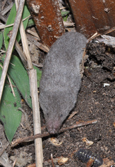 Blarina carolinensis