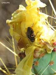 Rhagiini