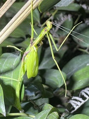 Huananphasma amicum