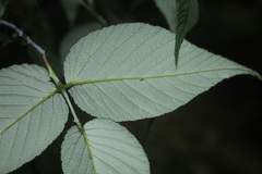 Rubus glaucus