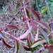 Photinia davidsoniae - Photo (c) Nick Singers, algunos derechos reservados (CC BY-NC), subido por Nick Singers