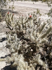 Cylindropuntia sanfelipensis