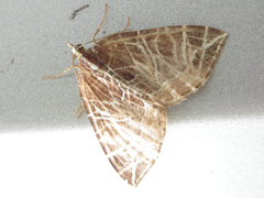 Evecliptopera illitata
