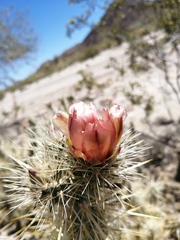 Cylindropuntia sanfelipensis
