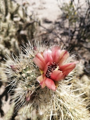 Cylindropuntia sanfelipensis