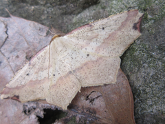 Pareclipsis gracilis