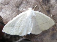 Parabapta clarissa