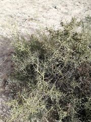Koeberlinia spinosa tenuispina