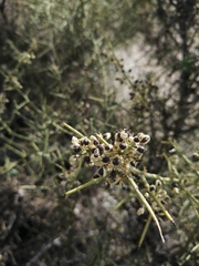 Koeberlinia spinosa tenuispina