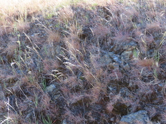 Poa secunda secunda
