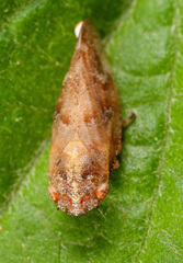 Aphrophora saratogensis