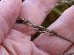 Poa secunda secunda