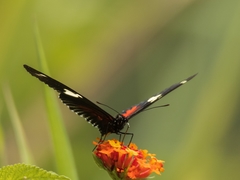 Heliconius doris