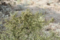 Koeberlinia spinosa tenuispina