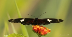 Heliconius doris