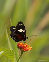 Heliconius doris