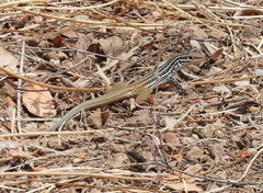 Aspidoscelis scalaris