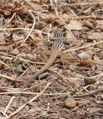 Aspidoscelis scalaris