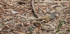 Aspidoscelis scalaris