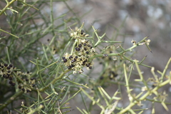 Koeberlinia spinosa tenuispina