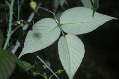 Rubus glaucus
