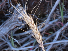 Triticum aestivum