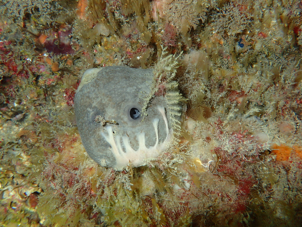 grey leather sponge