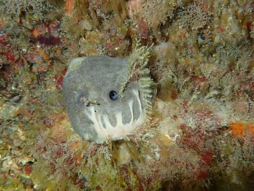 grey leather sponge